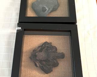 Peronopsis & Ammonite Fossils