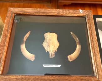 Hog Maxilla & Tusks