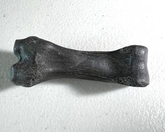 Fossilized Phalanx Bone