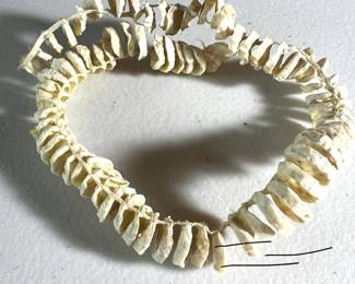 Whelk Egg Sack