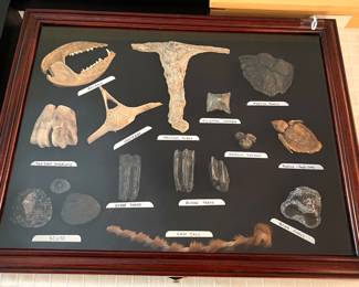 Horse Tooth - Bison Teeth - Dolphin Ear Lobe - Turtle Ponte Vedra - Turtle Fossil - Cow Tail …….