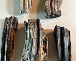 Fossil Teeth Horse - Florida
