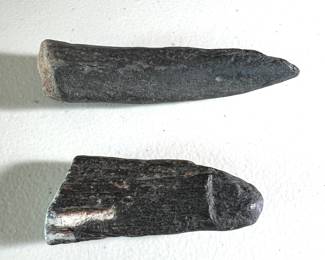 Fossil Dugong Rib
