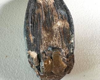 Fossilized Tooth from a Wooly Mammoth