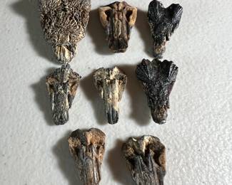 Fossil Fish Noses found in Ponte Vedra Beach