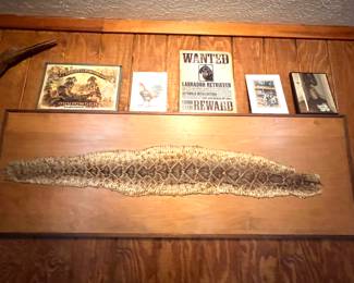 Framed Rattlesnake Skin