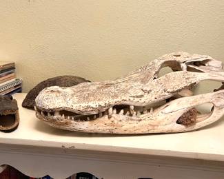 Alligator