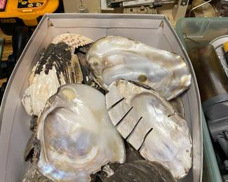 large shells