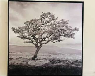 Reaching Upwards Tree Canvas Art Print