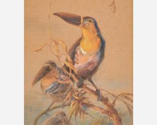 Lot 173: Charles Baldwyn (1859-1943) "Toucans" Pastel