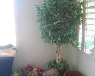 Potted Silk Tree, 80" High