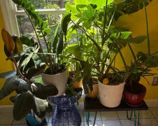 Plants And Pots