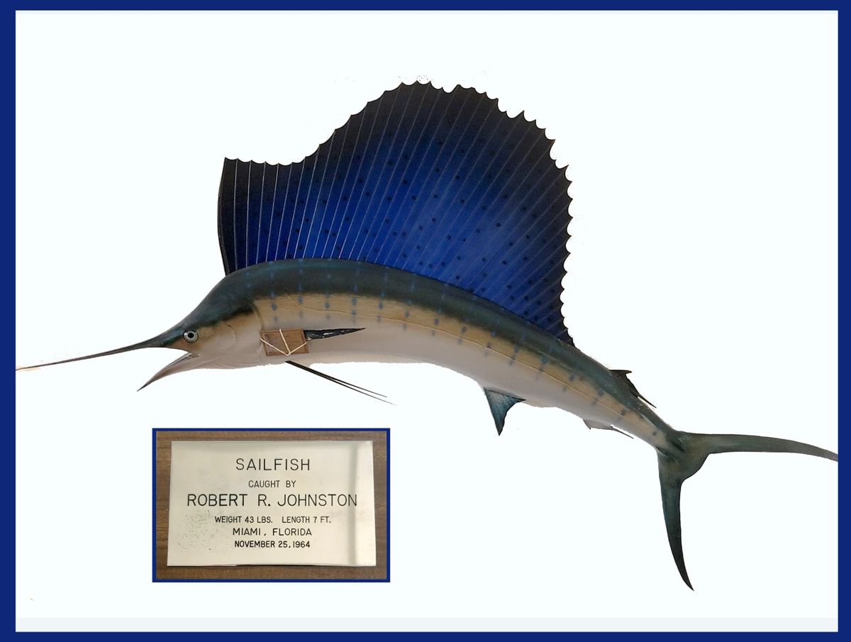7 Ft 43 Lb Sailfish Caught in 1964