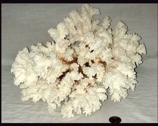 Nice Chunk of Coral