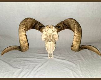 Sheep Skull and Horns