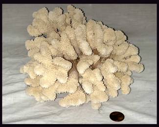 Nice Chunk of Coral