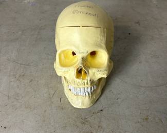 Model Skull