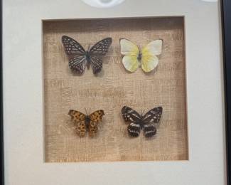 Mounted butterflys