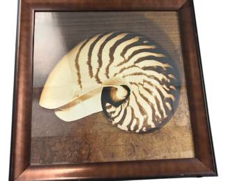 Nautilus Shell Framed Print