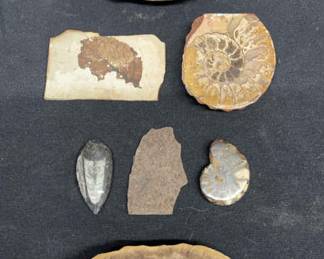 7 Mixed Fossils* 2 Amonites *4 Floral * 1 Unknown
