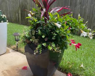 potted plant