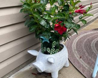 potted plant
