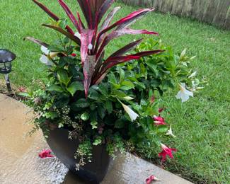 potted plant $60