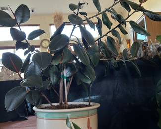 Rubber Plant, Ficus Elastica