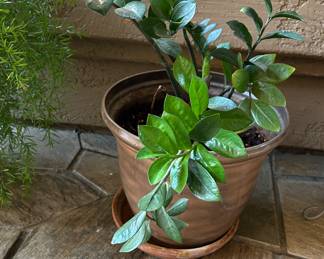 ZZ Plant, Zamioculcas Zamiifolia