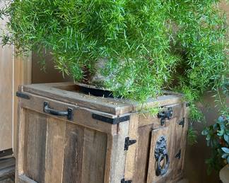 Sprenger's Asparagus Fern, Asparagus Aethiocus