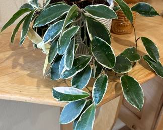 Wax Plant, Hoya Carnosa