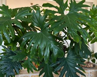 Split Leaf Philodendron, Philodendron Bipinnatifidum