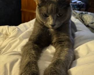 Best cat ever. Not for sale.
