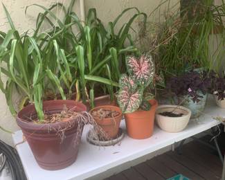 Plants
