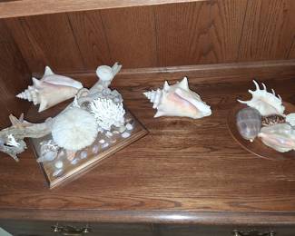 seashell collection