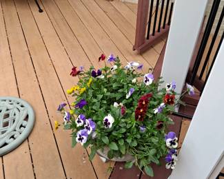 potted pansies