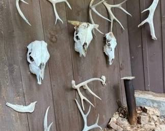 Skulls, Antler Racks, and Yoke