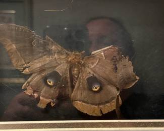 Polyphemus Moth framed artwork