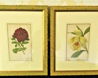 Original Botanical Prints Circa 1880