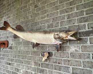 Pretend you caught! Tell your Fish Tale! Hang it in the Den! on the Patio! This Barracuda can be yours!