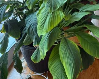 Peace Lily and Wheeled Plant Holder