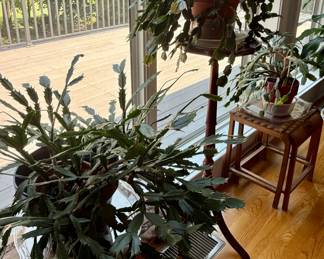 Various Christmas Cactus and Plant Stands