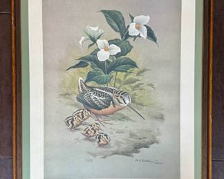 Framed/Matted "Woodcock and Young" by Don Eckelberry/1972