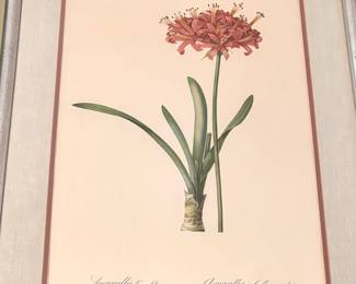 $120; Pierre Joseph Redoute print "Amaryllis Curvifolia" in silver frame and linen mat; 21x28; (2 coordinating prints for sale)
