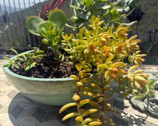 The green pot though is the best!