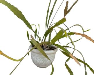 White Plastic Pot with Live Plant
