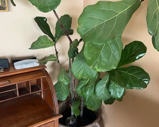 Fiddle Leaf Fig Plant