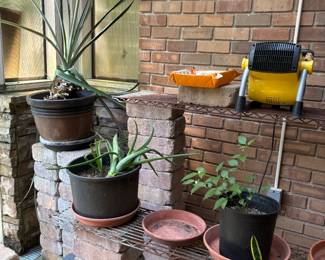 Pavers, Aloe