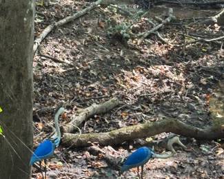 Decorative birds