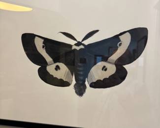 Saturiidae Hemileuca maia butterfly